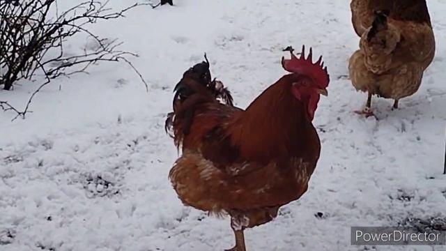Славянск.12.02.23. Мирные звуки электрички,пиканье синиц.Купила сало. Холодно.
