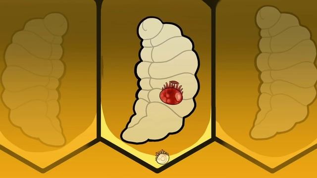 Знакомство с клещом Варроа смотреть онлайн