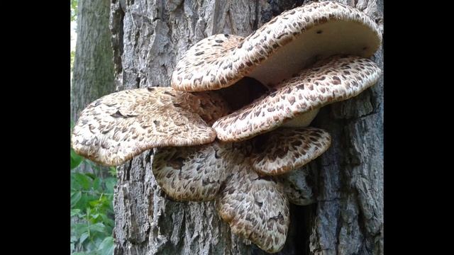Polyporus squamosus смотреть онлайн