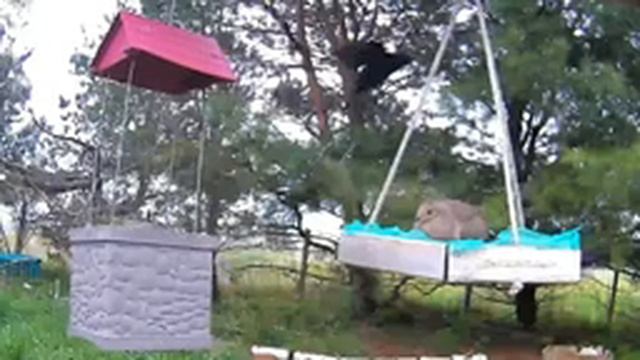 2021 Apr 28 Livestream bird feeding station. Ripley, Ontario Canada by AtHomeFriendlyTecGuy смотреть онлайн