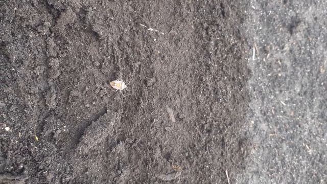 Клоп древесный другого цвета и музыка серия368 смотреть онлайн