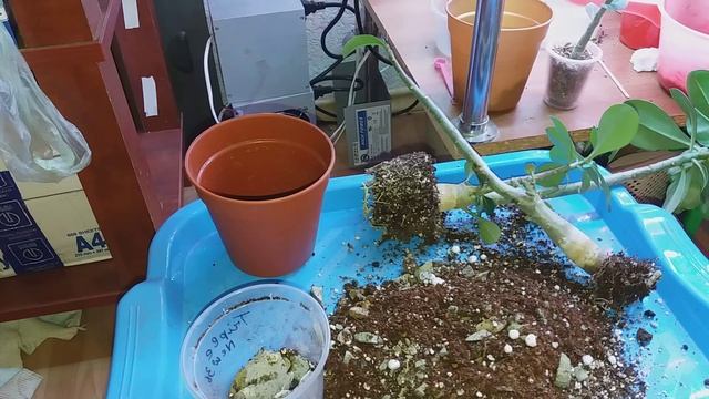 АДЕНИУМЫ. ЦЕОЛИТ не ПОДХОДИТ смотреть онлайн