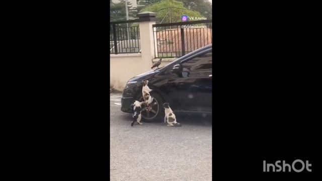 #котики стопПтичка смотреть онлайн