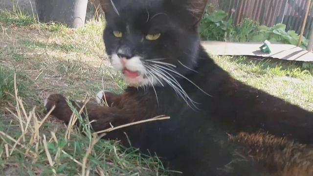 Літо жара кіт дихає важко смотреть онлайн