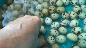 Мыть яйцо перепела//Дезинфекция Яиц перепела//Дезинфекция яйца перед инкубацией