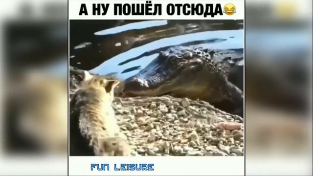 Приколы с Животными #11 😸 Ну Дайте же Мне со Стола хоть Крошечку 😸 Подборка смотреть онлайн