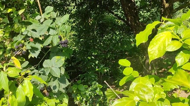 От лесофермы к ревайлдингу смотреть онлайн