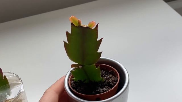 Update: Christmas Cactus Propagation | 14 weeks to 1 year + смотреть онлайн