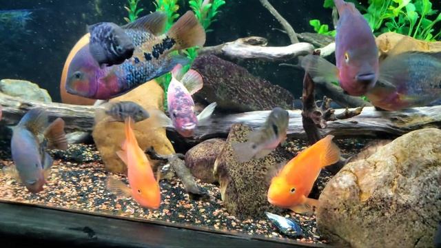 Vieja Melanura *Synspilum* Cichlid