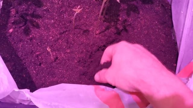 Вырастил Грецкий Орех из орехов купленных в магазине "Магнит". смотреть онлайн