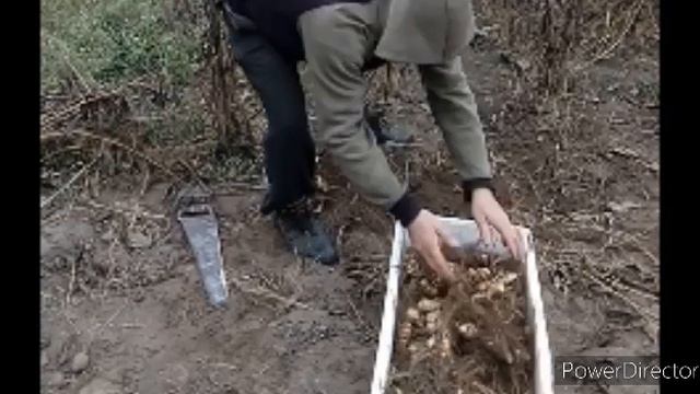 Топинамбур Уборка осень. смотреть онлайн