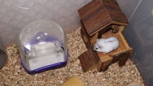 Уход за хомяками. Купание хомяка в песке. Песочные ванны для хомяков