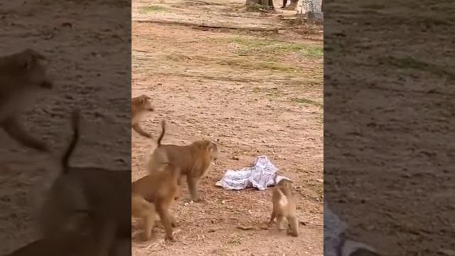 Pranks Monkey Snake #Funny смотреть онлайн