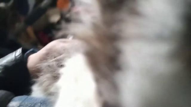 Ява 350 (три мотоцикла).Открыл в деревне гараж, спустя несколько лет смотреть онлайн