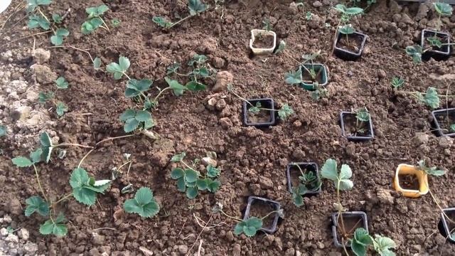 Как помочь КЛУБНИКЕ пережить зиму смотреть онлайн