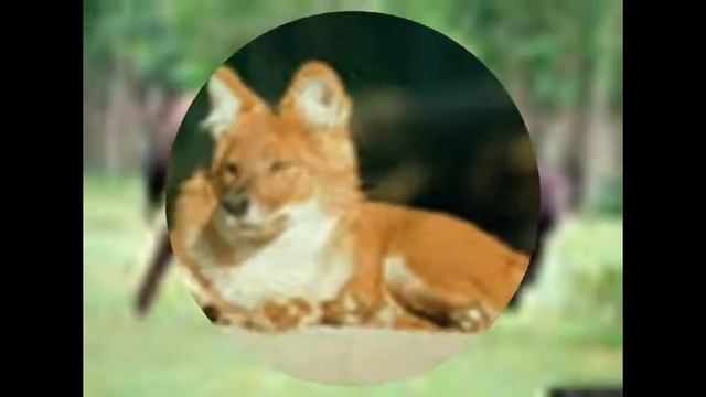 Слайд-шоу птиц, животных, насекомых. смотреть онлайн