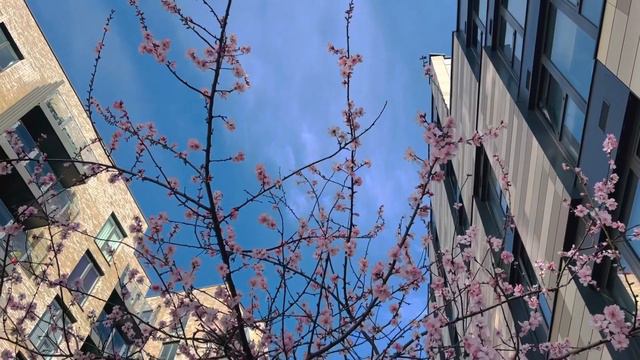 Beautiful Magnolias || Beauty of London смотреть онлайн