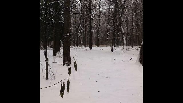 Смена времен года - Ботанический сад (второе выбранное место) смотреть онлайн