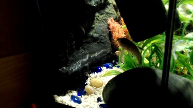 Сомик заболел!