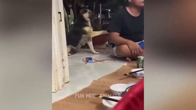 Смотрите видио приколы с животными 2023 лучшие до слёз