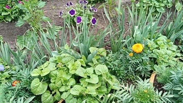 12 июня 2023 г. Как правильно есть пирожки с бульоном. Наварила борща. Окучили картошку. смотреть онлайн