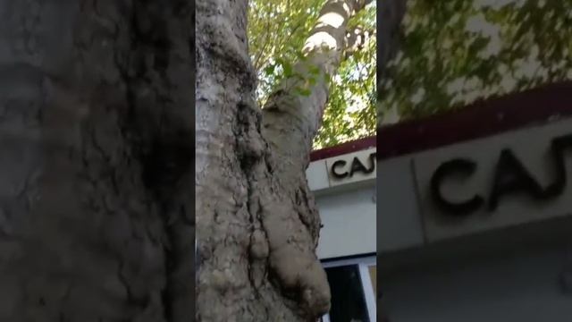 Платан восточный 