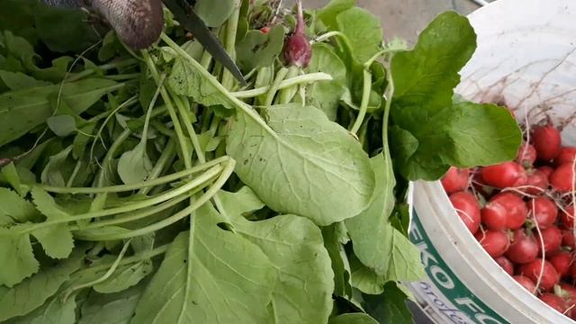 Сколько можно вырастить редиса из пачки в 3 грамма ??? Как вырастить редис. Ранние сорта редиса. смотреть онлайн