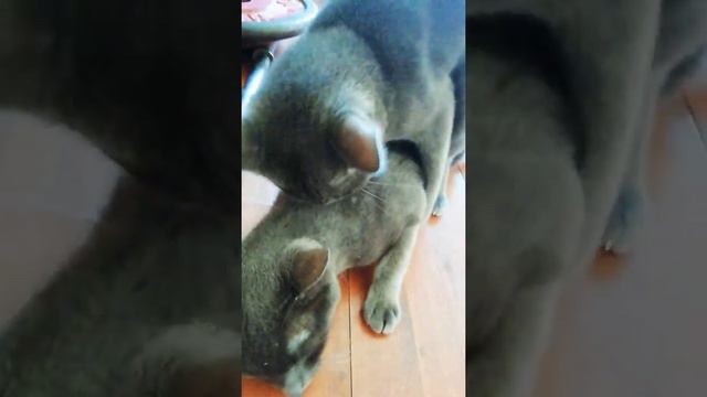 Russian Blue Cat. Порода кошек Русская Голубая в Португалии 🇵🇹 смотреть онлайн