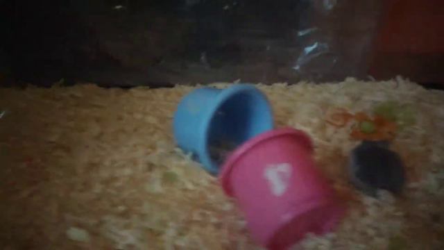 Мои няшки-хомячки смотреть онлайн