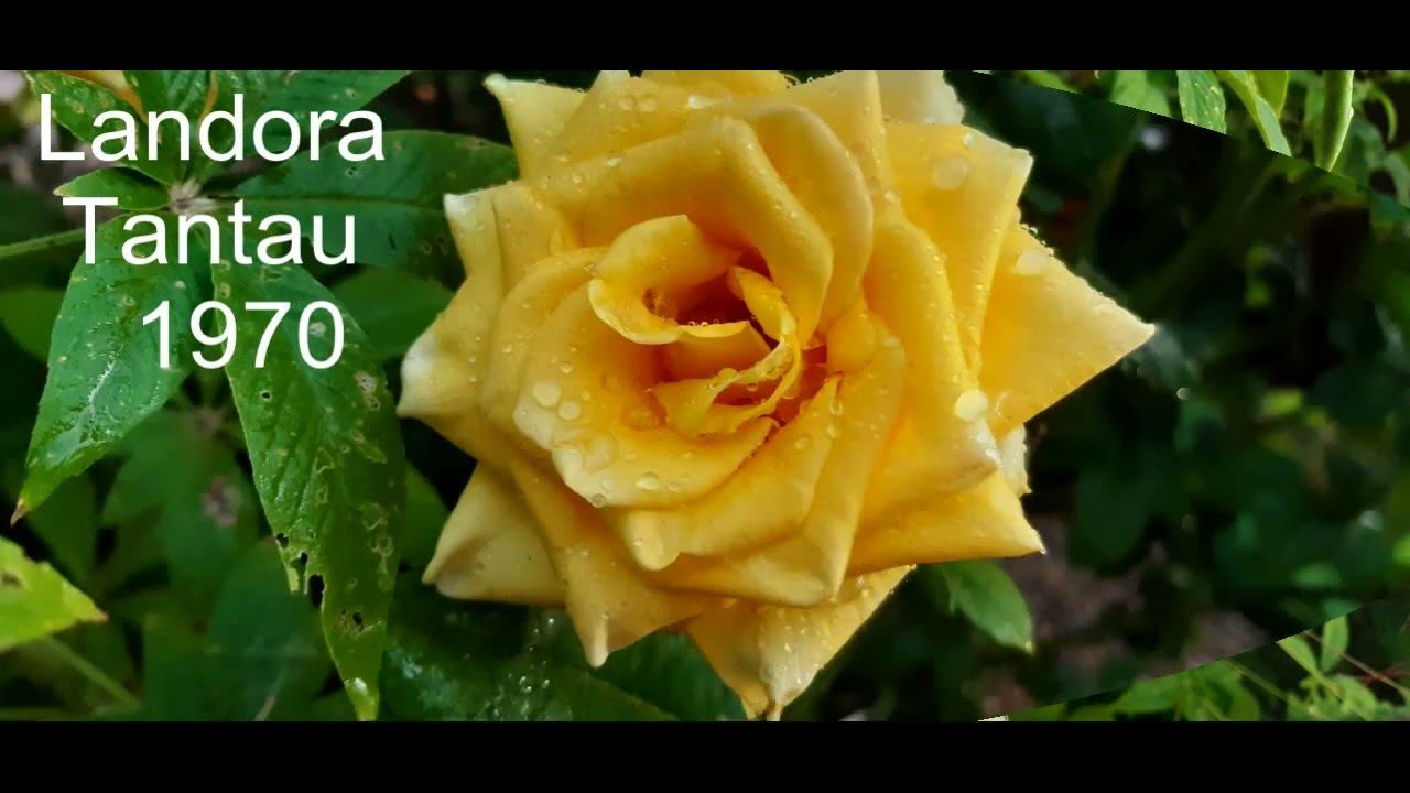 Розы после дождя... смотреть онлайн