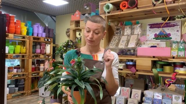 Домашний Ананас к праздничному столу | Ананас Элин Грин смотреть онлайн