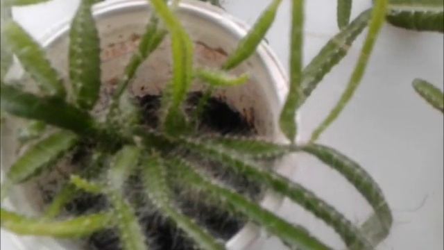 Питайя 2 года .Формирование. смотреть онлайн