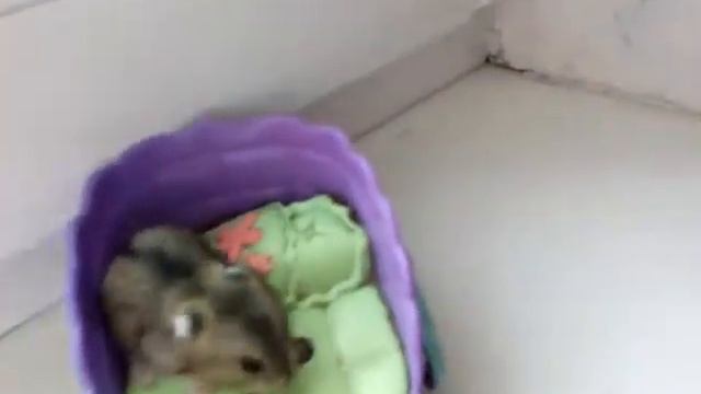 Хомяк сошел с ума смотреть онлайн