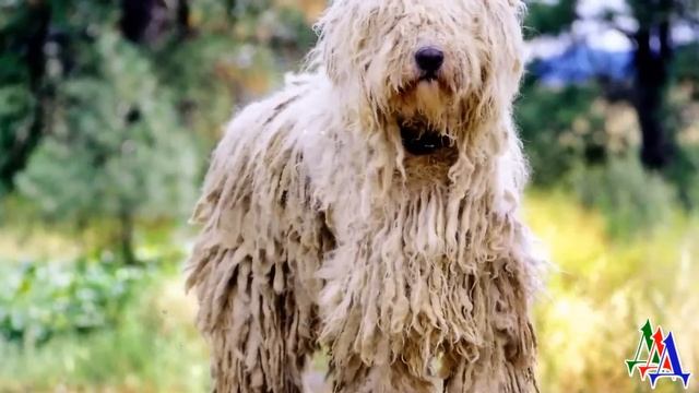 АЛЬМА 7. Альма вдруг стала нервничать. Дрожала, прятала нос в лапы и горестно всхлипывала... смотреть онлайн