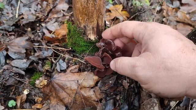 ❗Зимние грибы в оттепель☀️❗ Фламмулина? и вешенка после первых морозов❄️❗ 8 декабря 2022 года❗ смотреть онлайн