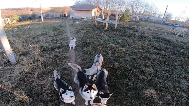 HUSKY VLOG Проверяем хаски на рекцию. смотреть онлайн