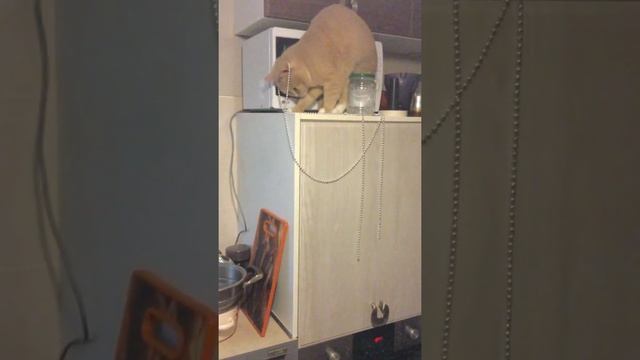 Смешной британский рыжий кот смотреть онлайн