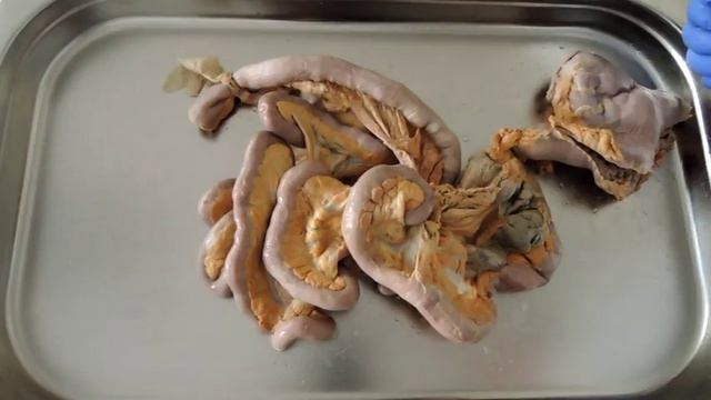 Видеозанятие 24 «Органы пищеварения (часть 3)» смотреть онлайн