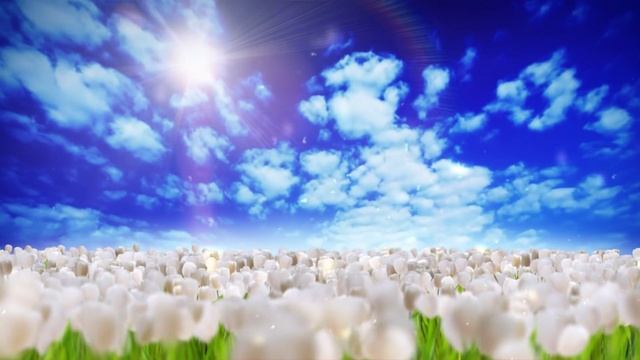 Видео обои - Поле белых тюльпанов смотреть онлайн