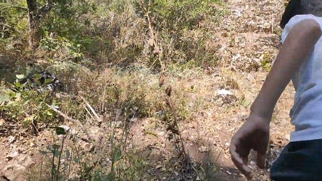 GÜZ ÇiĞDEMİ / colchicum autumnale смотреть онлайн