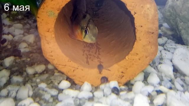 Две пары в одном нерестовике. Боливийские бабочки. Нерест №2