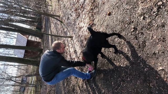 КРУТО!? Черный лабрадор ретривер Майк выполняет команды и играет смотреть онлайн