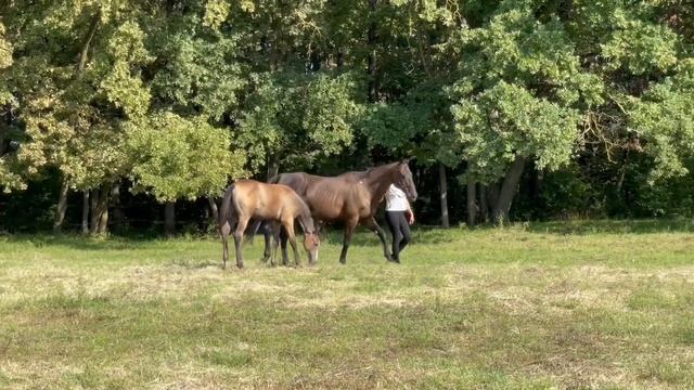 ❗️ПРОДАНА❗️ Англо-арабская кобылка БЕЛЛА 2021г.р. конеферма ЭКВИЛАЙН смотреть онлайн