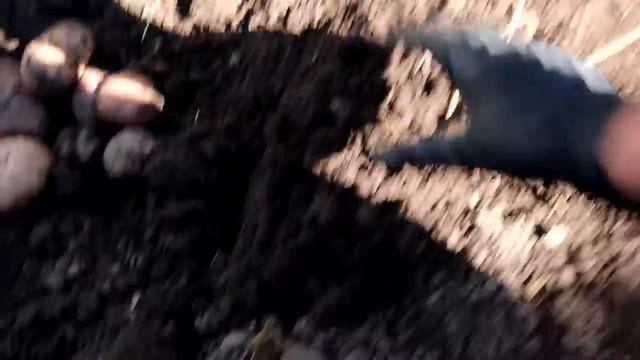 ЭКСПЕРИМЕНТ - посадка картофеля ПО-КОРЕЙСКИ. СБОР УРОЖАЯ