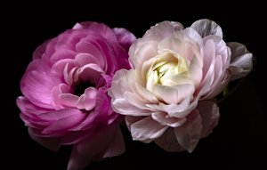 «Лютики ранункулюсы» РЕЛАКС АРТ-ТЕРАПИЯ ИМПРОВИЗАЦИЯ композитор Виктор Анохин #musicanokhin #flowers