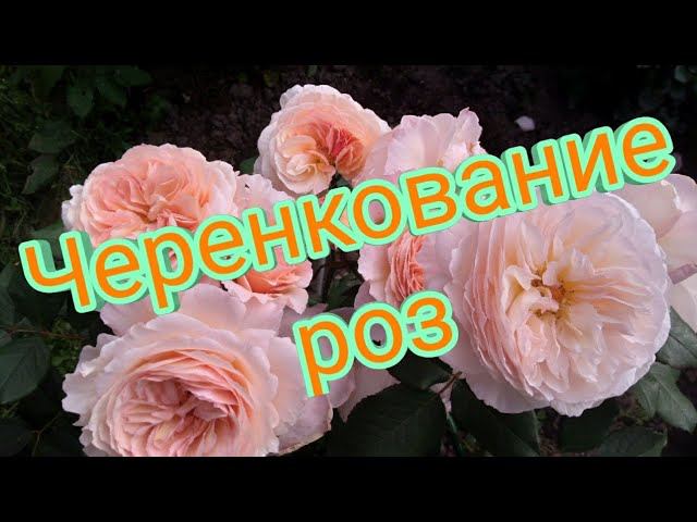 Пропадает роза.Занимаюсь черенкованием☀️ смотреть онлайн