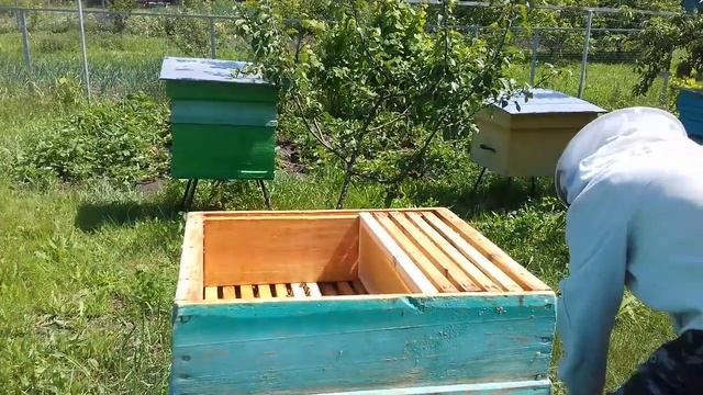 Магазины на отводки! Работа пчёл в магазинах. смотреть онлайн