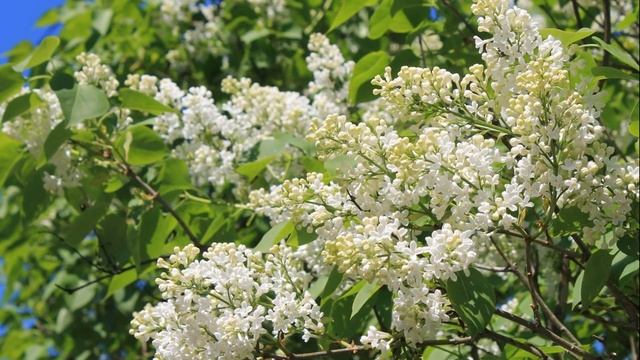 Непрестанно молящийся пребывает непрестанно в Господе смотреть онлайн