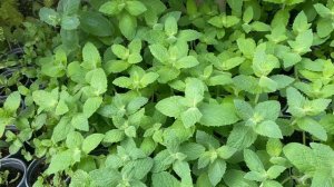 Мята сортовая - особенности выращивания. Обзор сортов.