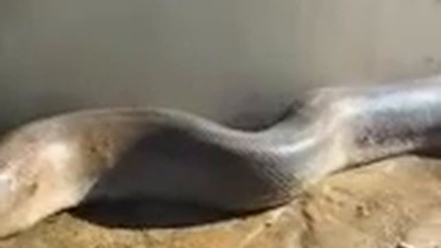 Самая длинная змея в мире! смотреть онлайн